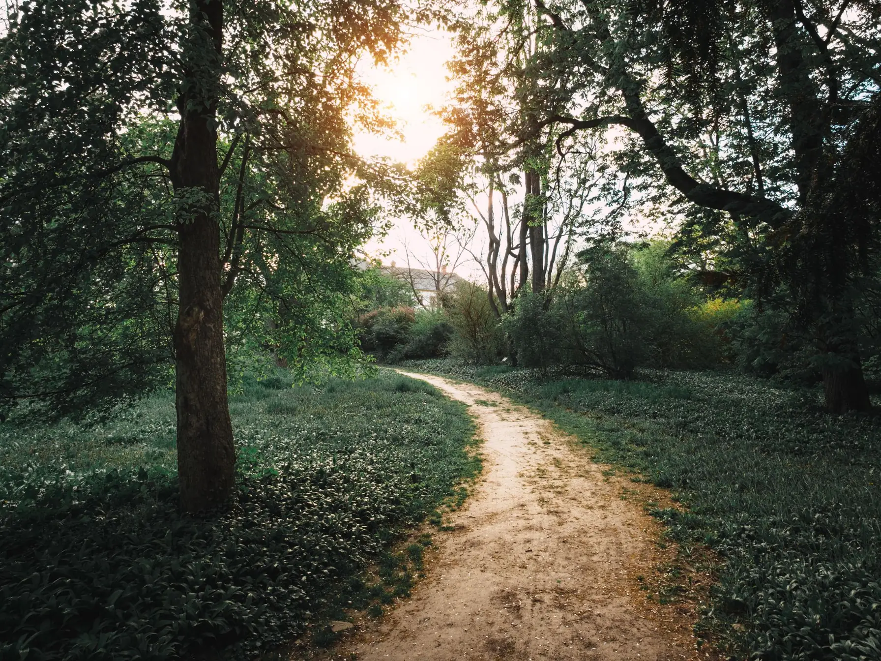 Peaceful forest path with sunlight symbolizing the therapeutic journey toward mental health healing, hope and recovery